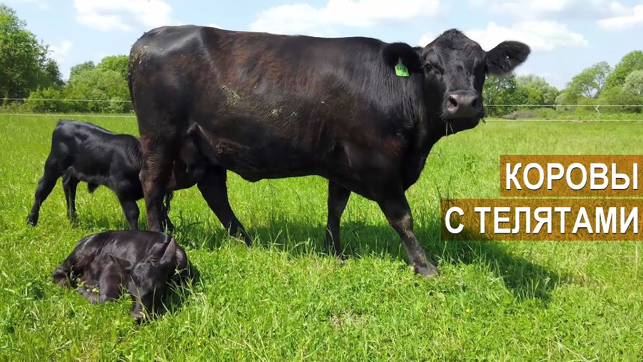 Коровы с телятами. Пастбищное содержание мясного скота Русская комолая. Фермер Денис Бахарев