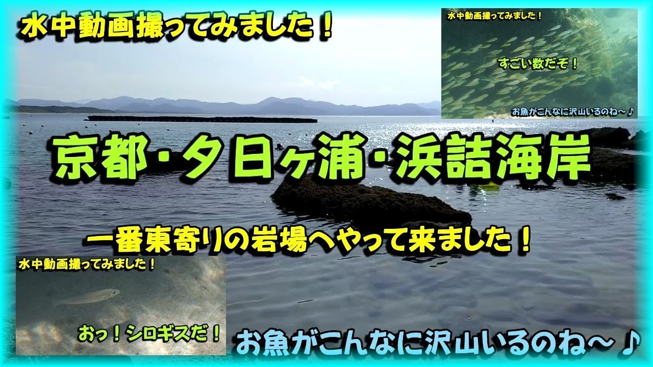 8月　夏休み　水中動画　撮影してみたよ！お魚天国~♪　アジの大群  イカの大群  京都府　夕日ヶ浦　浜詰海岸　海水浴場　素潜り　関西　オススメ