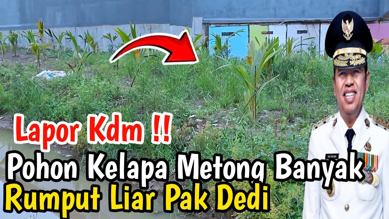 Pohon Kelapa Hibrida kali wadas Banyak Rumput Liar 