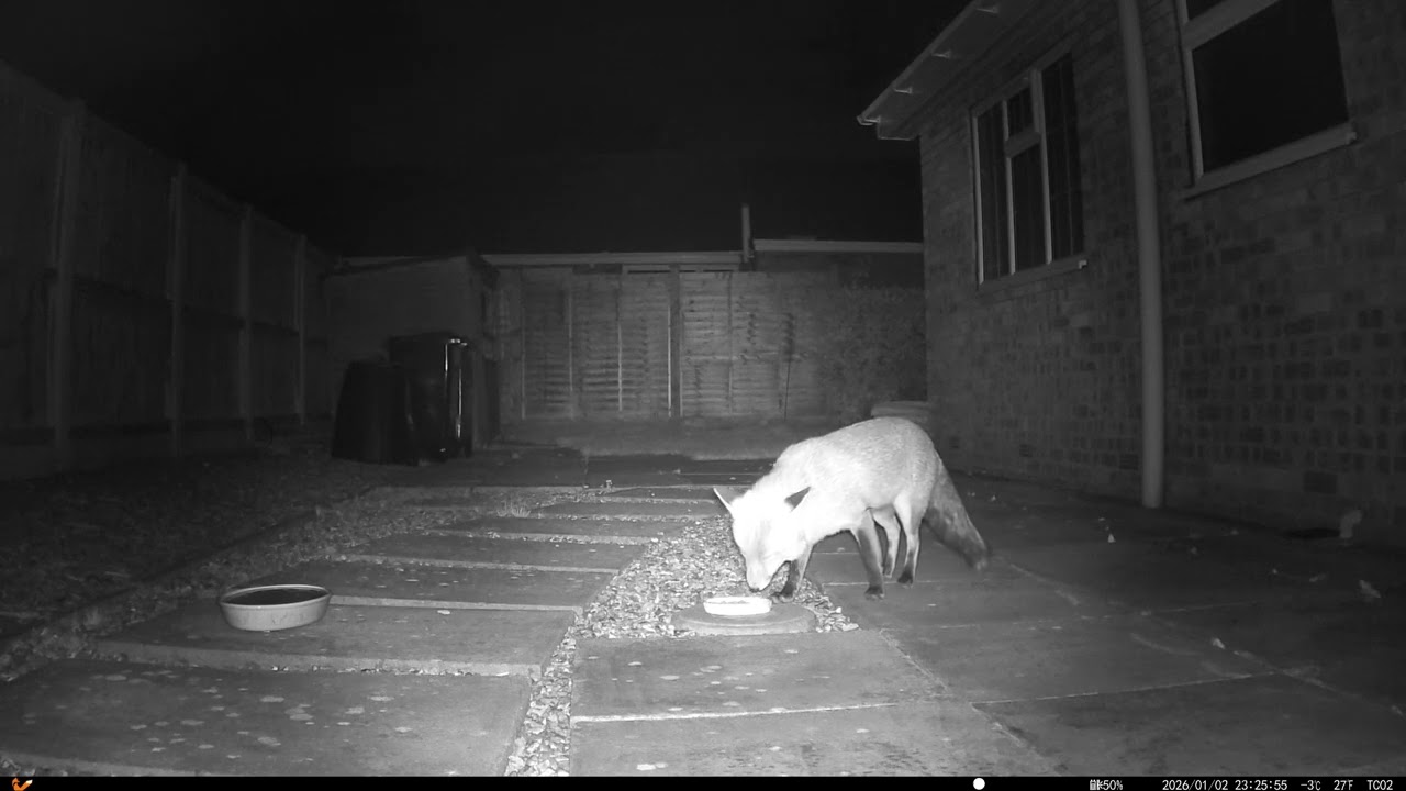 20260103 Two Foxes