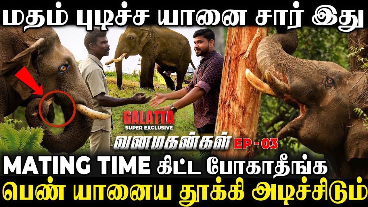 யானைக்கு நீங்க போட்ட Perfume புடிக்கல🐘😰கோபத்துல உங்ககிட்ட வருது😱Anchor-ஐ மிரளவைத்த கும்கி🙄| EP-3