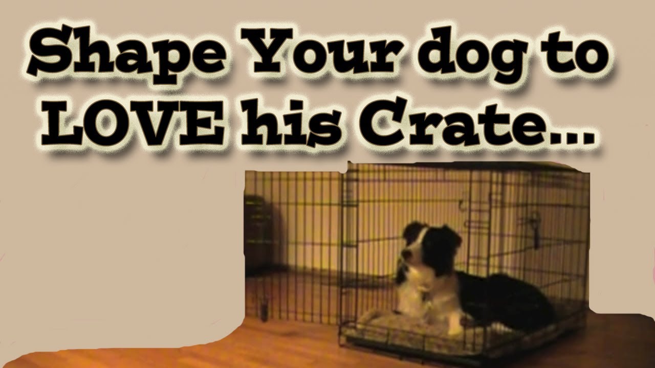 Shaping your dog to love his crate - Clicker Training Tutorial