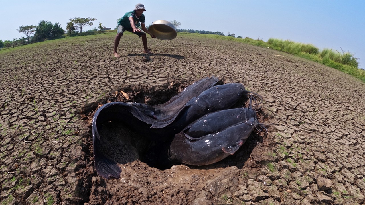 Best Hand Fishing - A lot of fish & eggs in field at dry season a man catch a lot of by skills hand