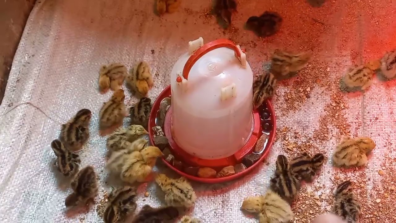 comment elever les poussin des cailles