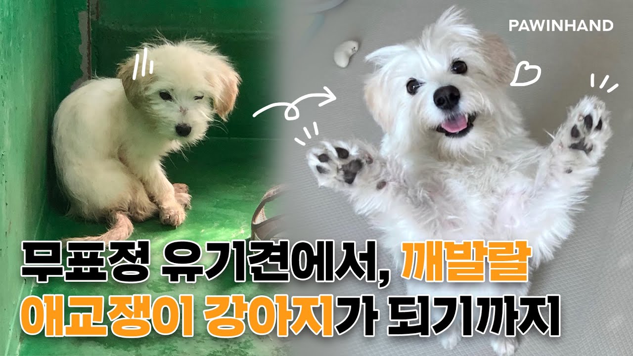 무표정 유기견에서 깨발랄 애교쟁이 강아지가 되기까지 🧡🐶ㅣ유기동물 입양ㅣ유기견 입양 변화ㅣ유기견 입양 후기