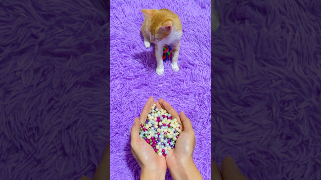 Beads ASMR Satisfying 🌈 Reverse Cat Moments  