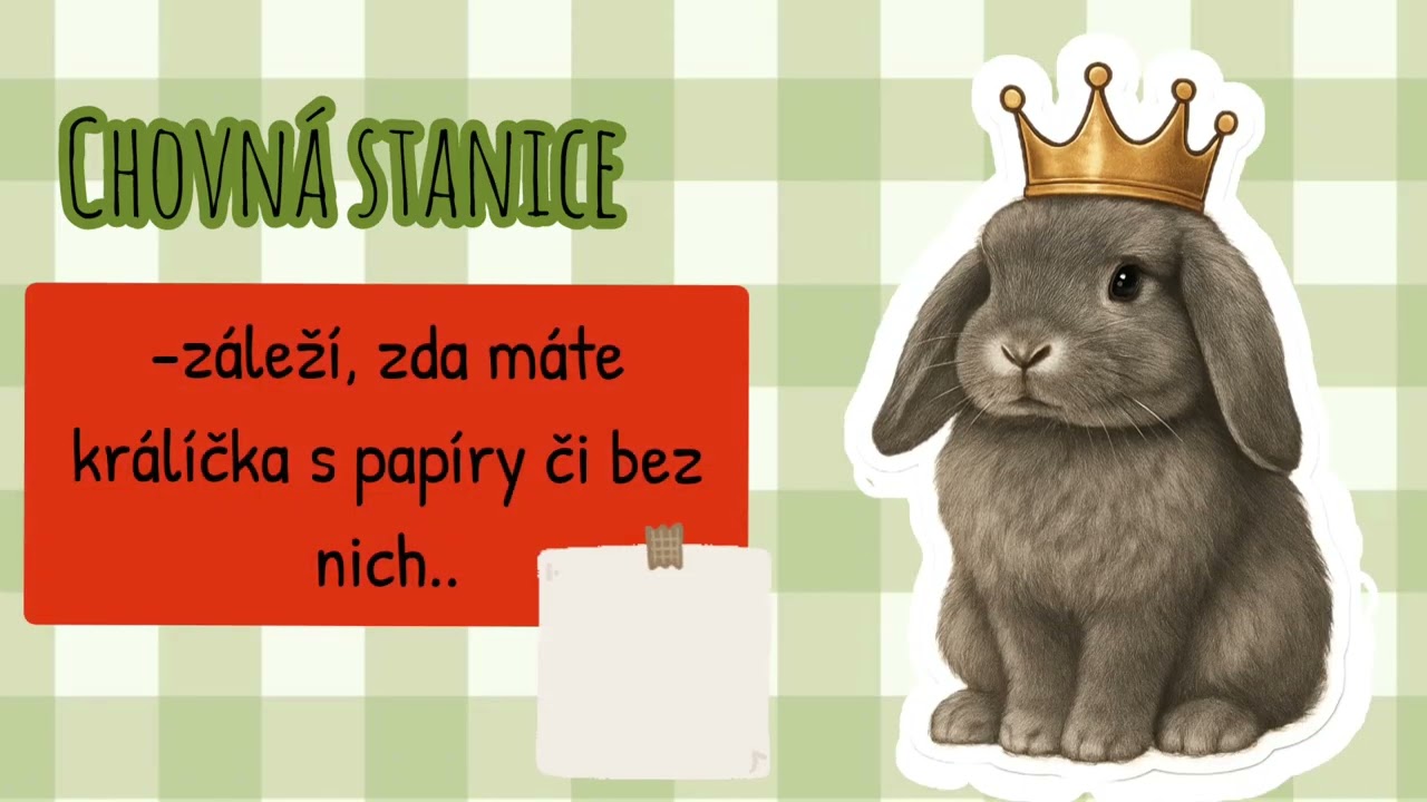 Kde pořídit králíčka?