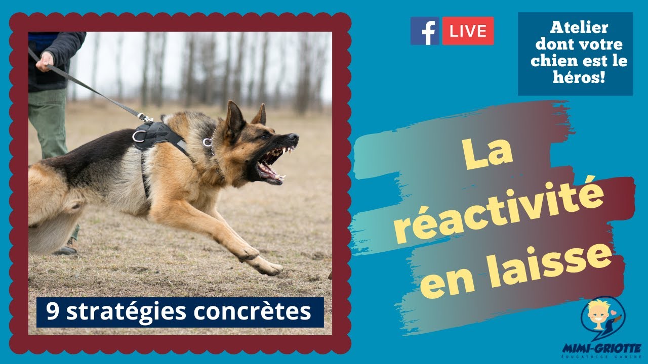 La réactivité en laisse