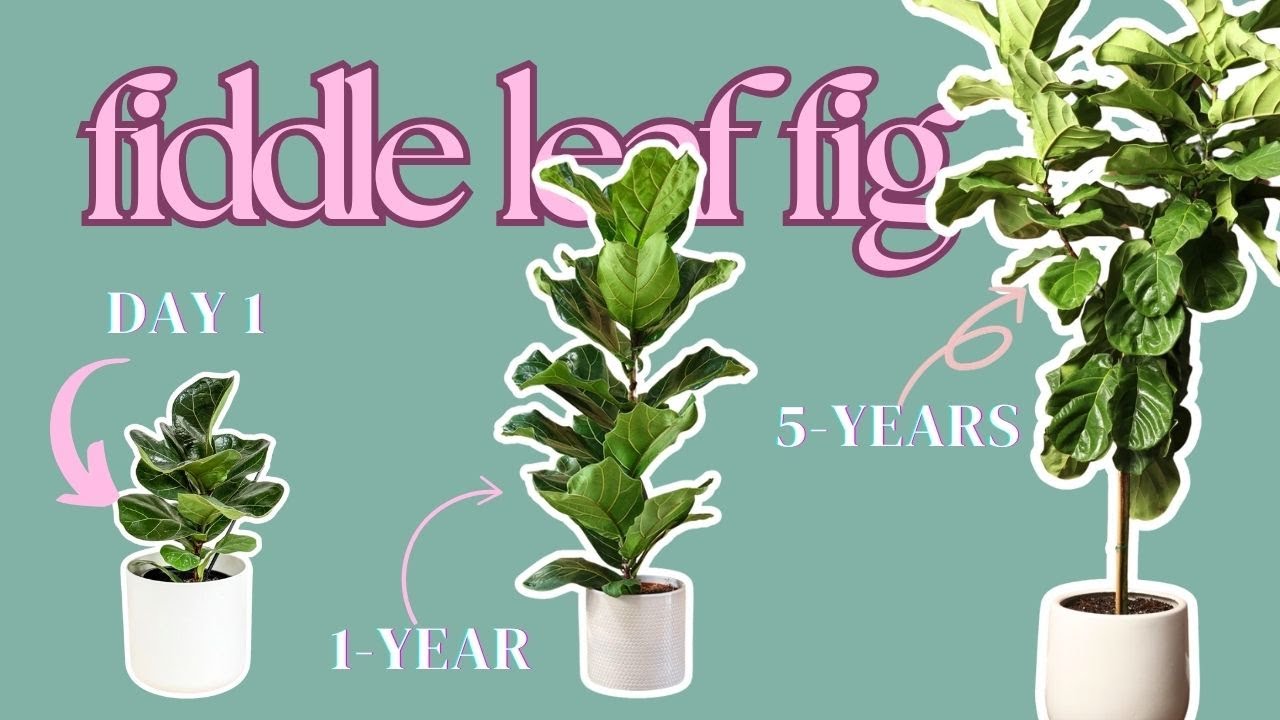 Why Your Fiddle Leaf Fig Keeps Dying (And How to Keep It Alive!)