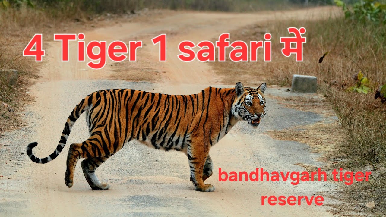 4 tiger in 1 safari bandhavgarh national park #trending #new #wildlife