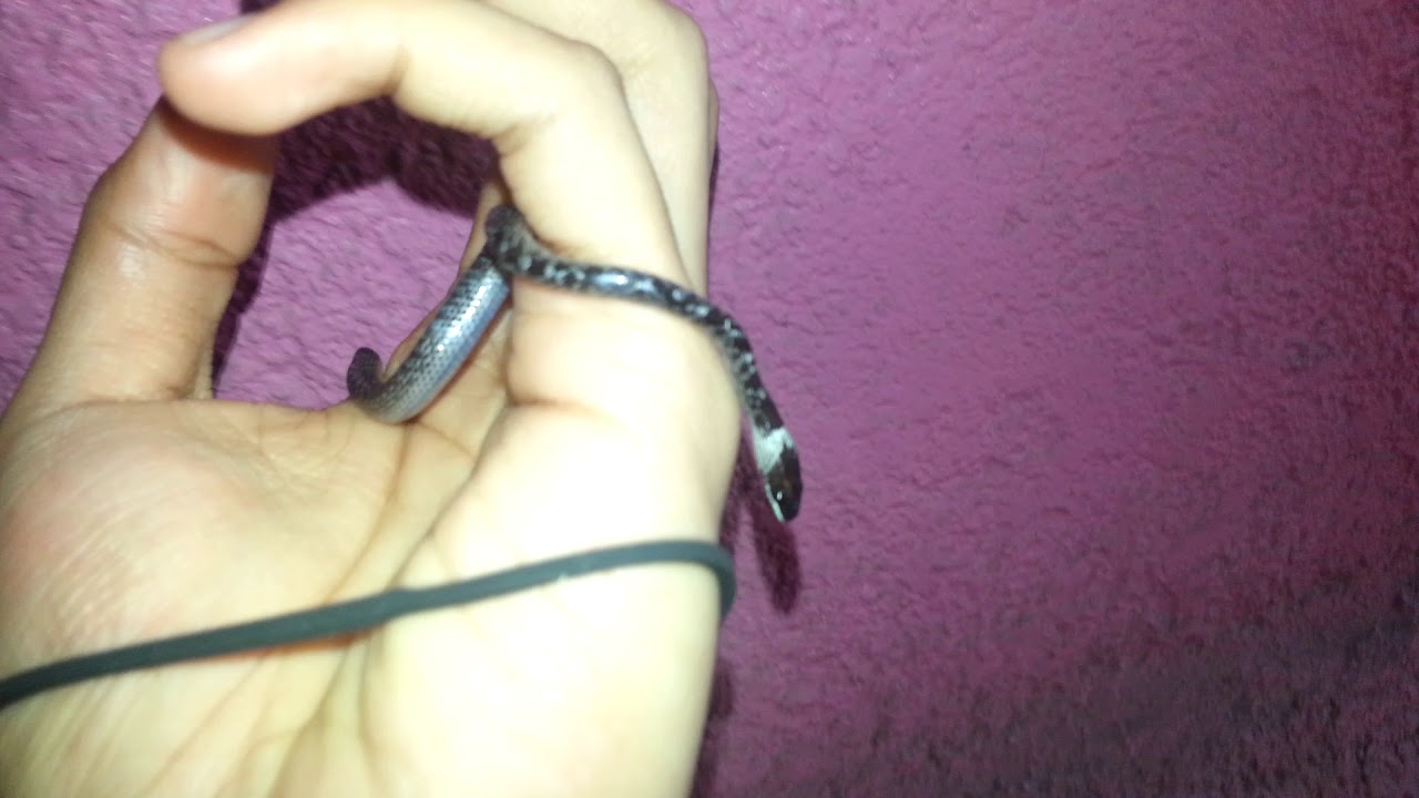 Wolf Snake from Philippines ''Ahas Tulog''