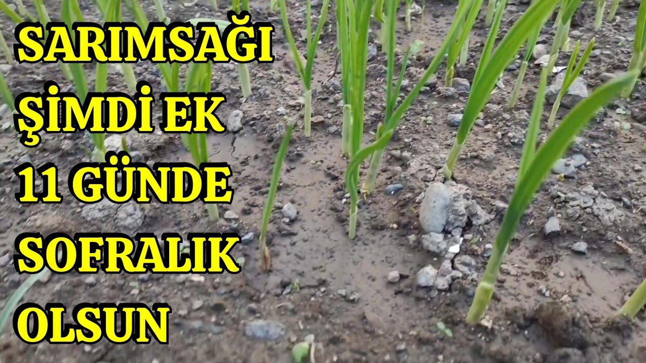 İster Bahçeye, İster Saksıya Sarımsak Ekmenin Tam Zamanı
