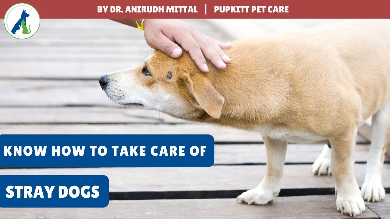 Learn how to take care of Stray Dogs | Indian Pariah Dog | By Dr. Anirudh Mittal