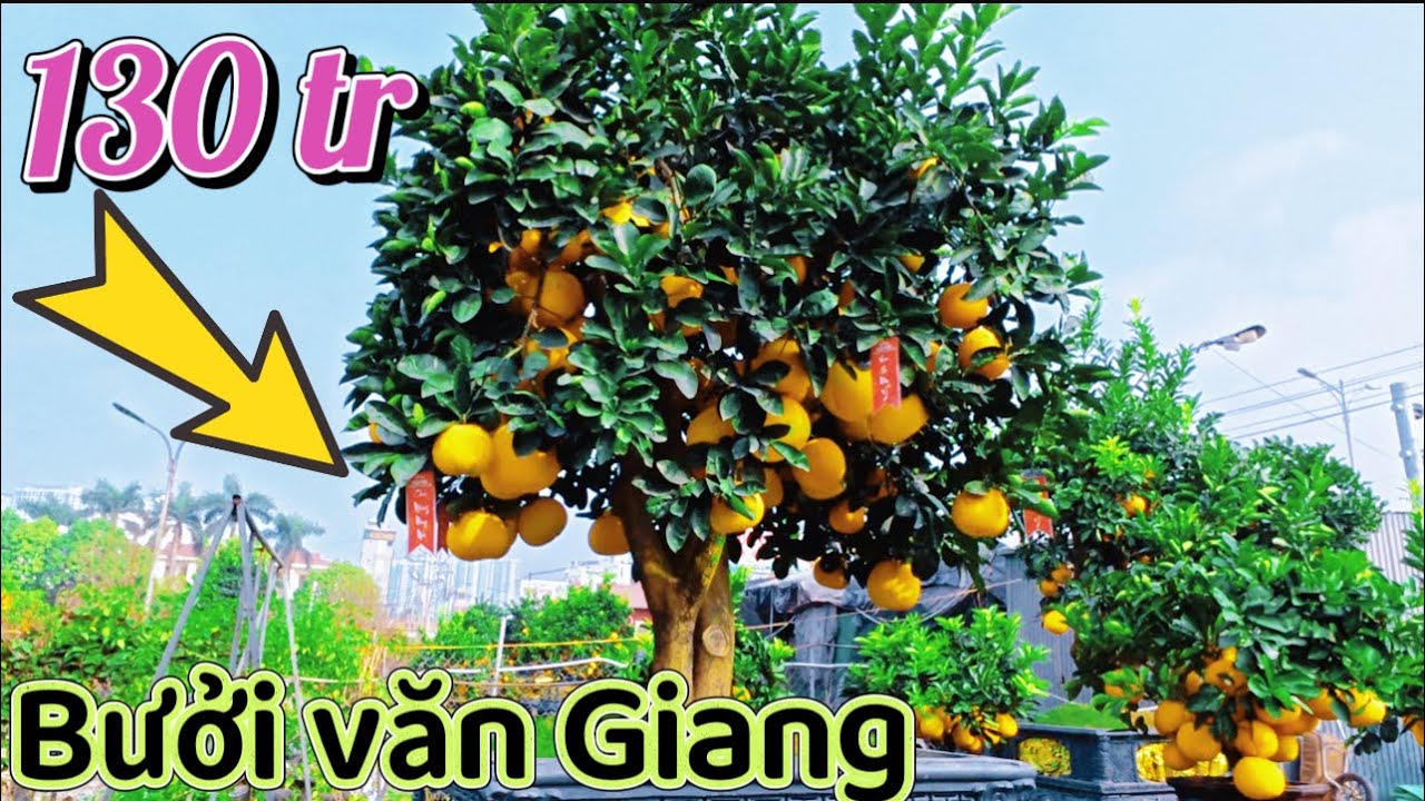 Bưởi cảnh quất cảnh “” TẠI THỊ TRẤN VĂN GIANG GIÁ TẠI SHOP 