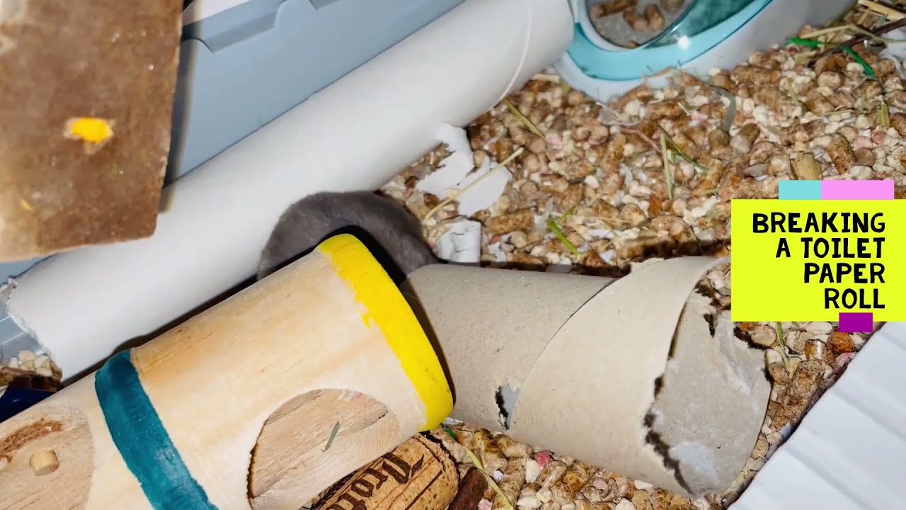 Hamster mordiendo y arañando un rollo de papel higiénico