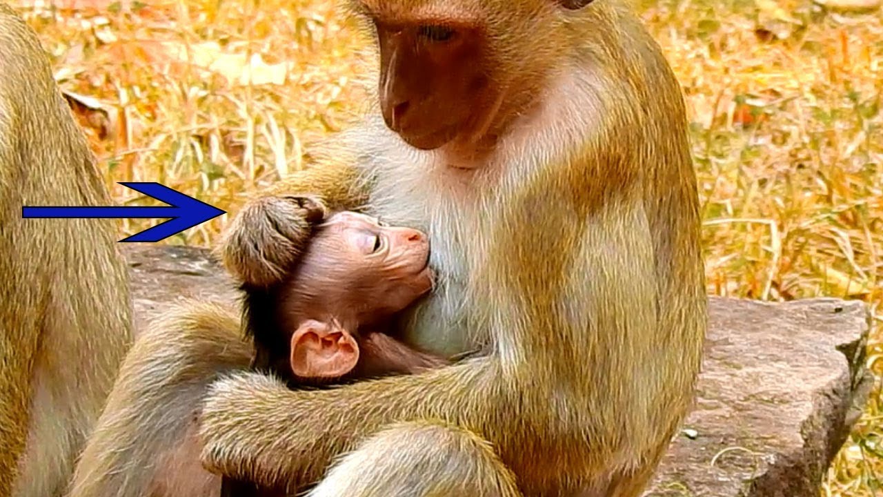 New Baby Sucking Milk Of Young Bridget Monkey That Kidnapping Baby Long Time Make Baby Tired