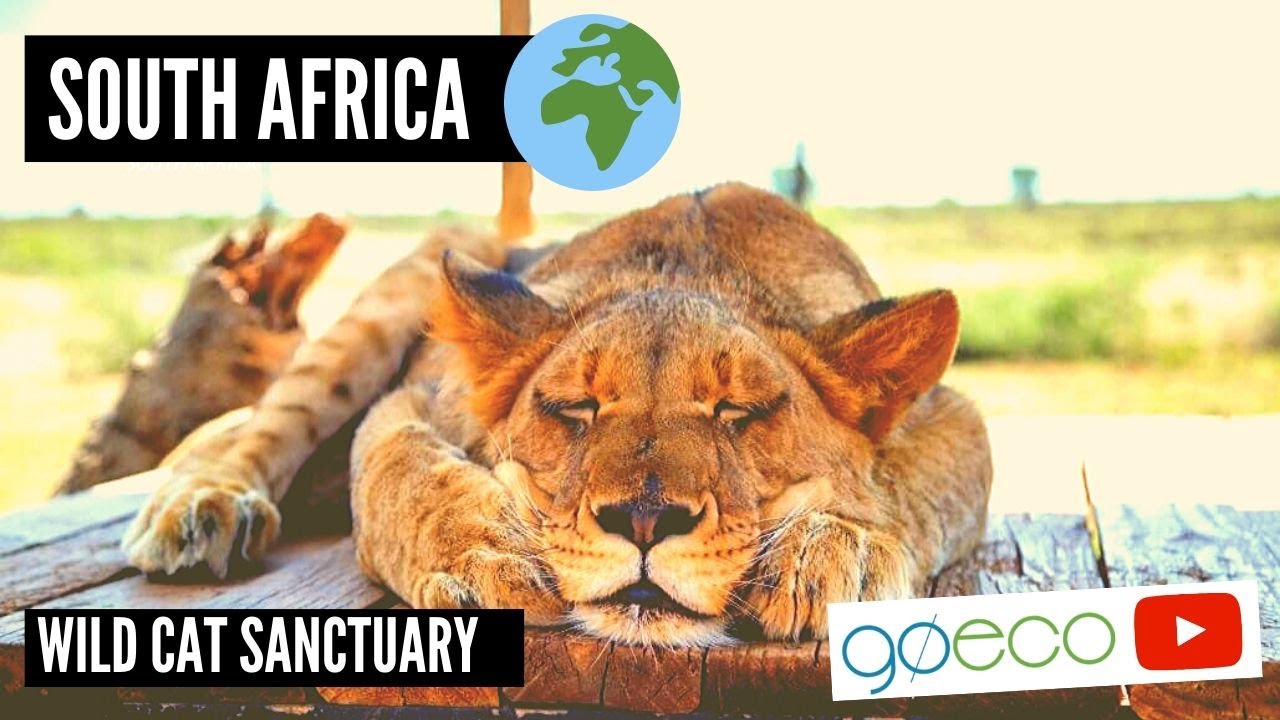 GoEco VOLUNTEER Trip Vlog- The Sanctuary SAVING South Africa&rsquo;s Wild Cats