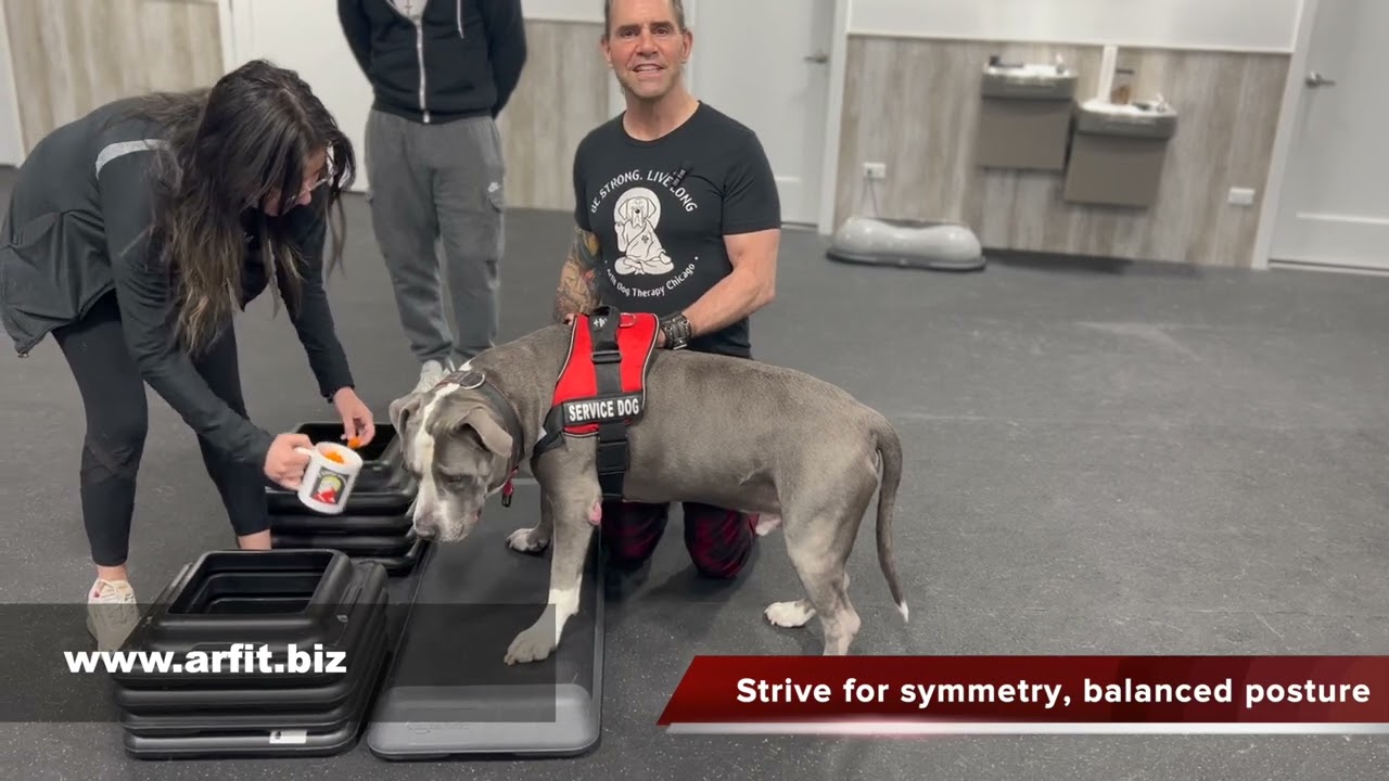 How to Exercise your Dog EP 1 Reach and Stretch