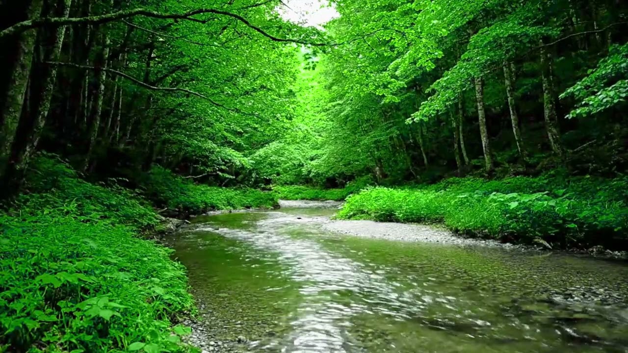 Calming Forest Ambience 🌿 Soothing Birds Chirping & Peaceful Nature Sounds