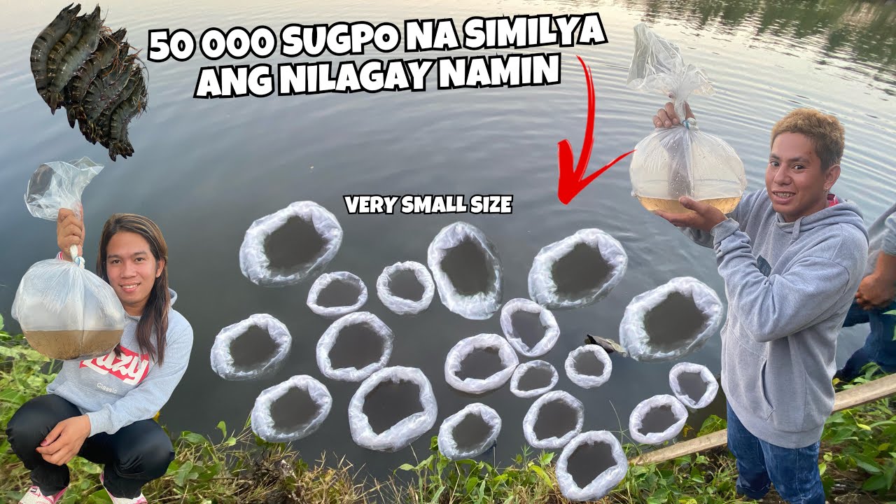 NAGLAGAY KAMI NG 50 000 NA SIMILYA NG SUGPO SA AMING FISHPOND