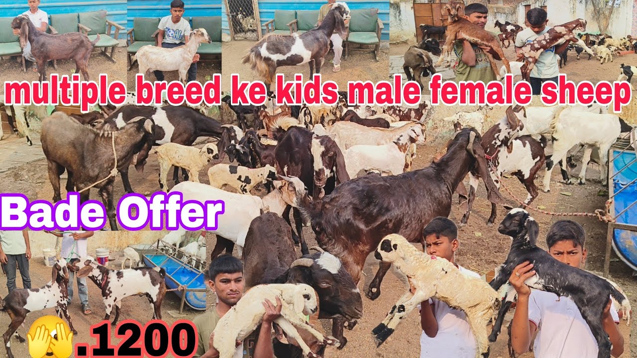 Sabhi saste multiple breed ke Shera print ke kids male female sheep Hyderabadi desi available in Hy
