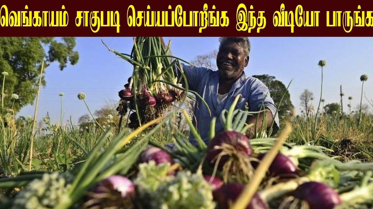 வெங்காயம் சாகுபடி செய்யப்போறீங்க இந்த வீடியோ பாருங்க /pasumai vivashaym