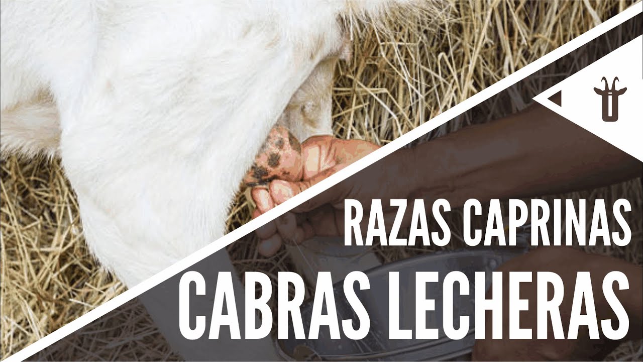 Las mejores cabras lecheras | Razas caprinas