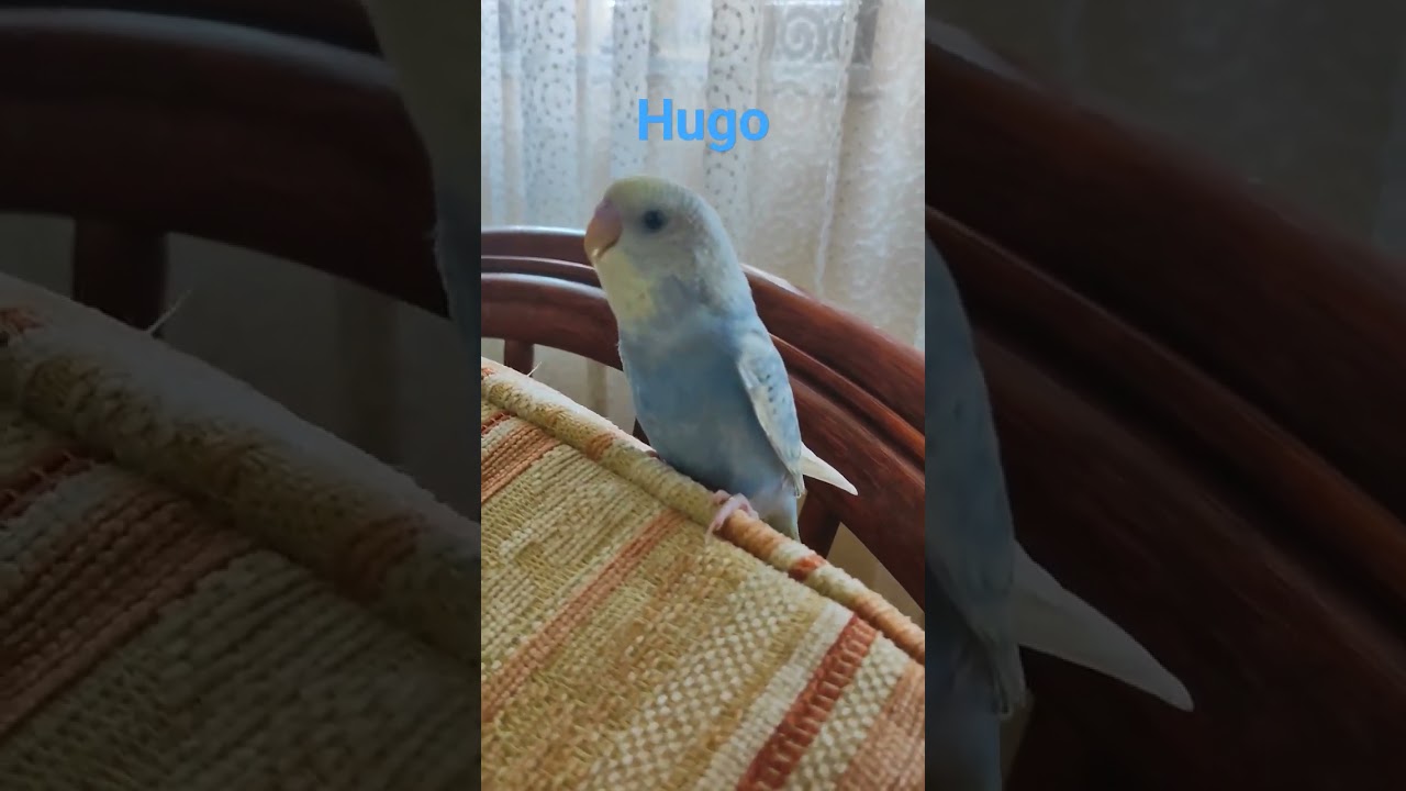cvrkut za usamljene tigrice ❤️