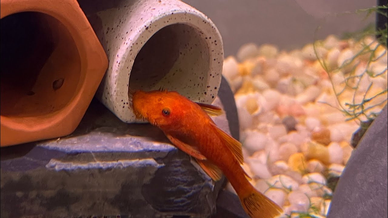 Pulling baby SUPER RED PLECOS out of the cave!