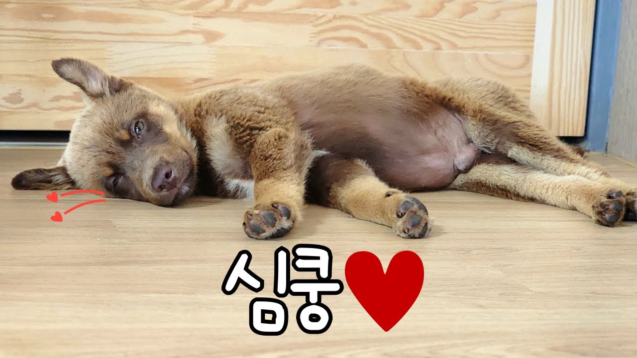 아무래도 애교를 잘못 배워 온 듯한 강아지