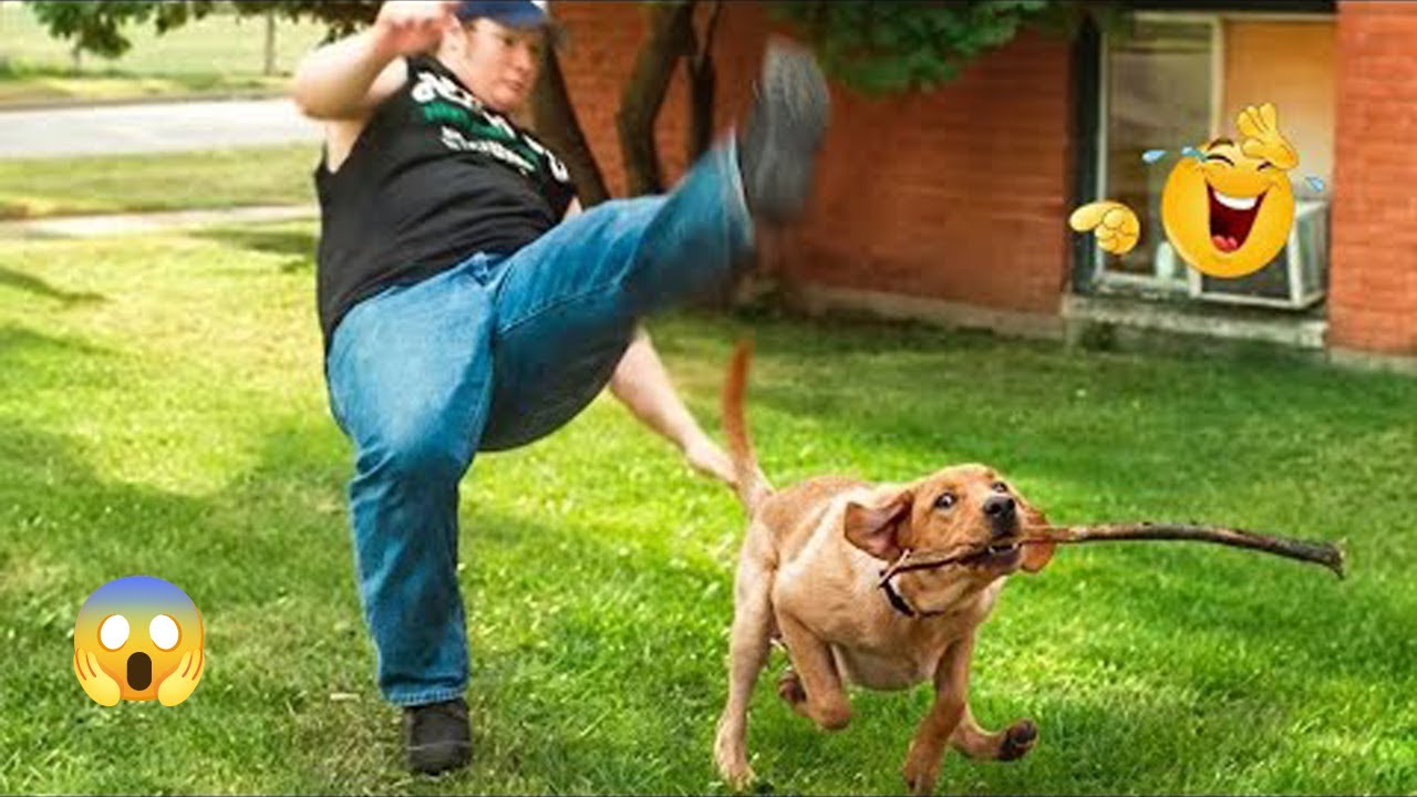 Unbelievable! 😱 FUNNY DOGS 2026 – The Best Dog Fails and Goofy Moments Ever 🤪🐶 #18