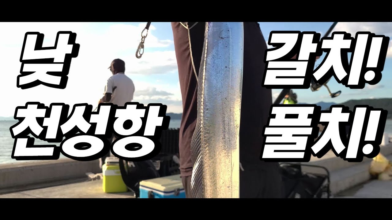 !잡는방법 알려드릴게요! 이번에는 천성항방파제에서 낮풀치,갈치를 잡아보았습니다.