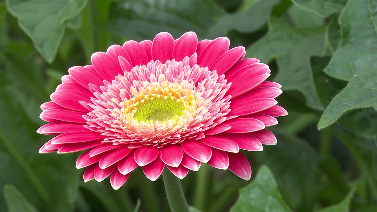 În grădina Danei: Gerbera, tablouri din plante naturale uscate şi din licheni (@TVR1)