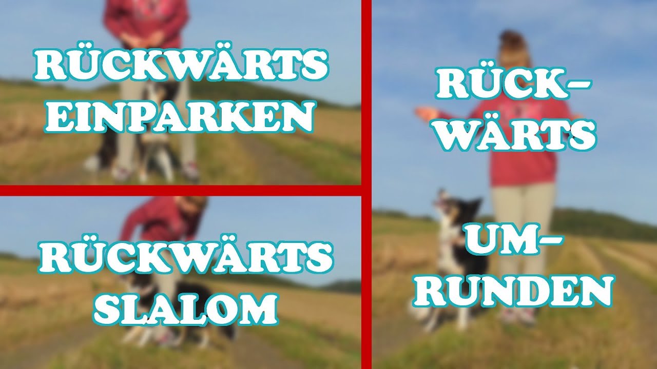 3 Hundetricks in 2 Minuten Lernen || Tricktutorial Ep.#13
