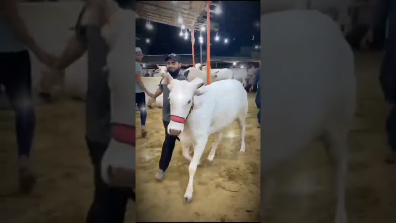 Rocket cow 😊 #shortsviral #foryou #cow #subscribe