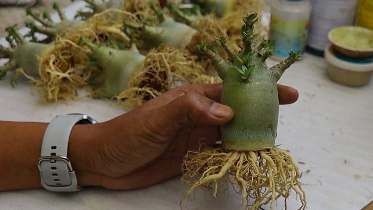 Программа «Выгрузка Adenium Root в нужное время». ( SUBTITLE ) Бонсай из розы пустыни