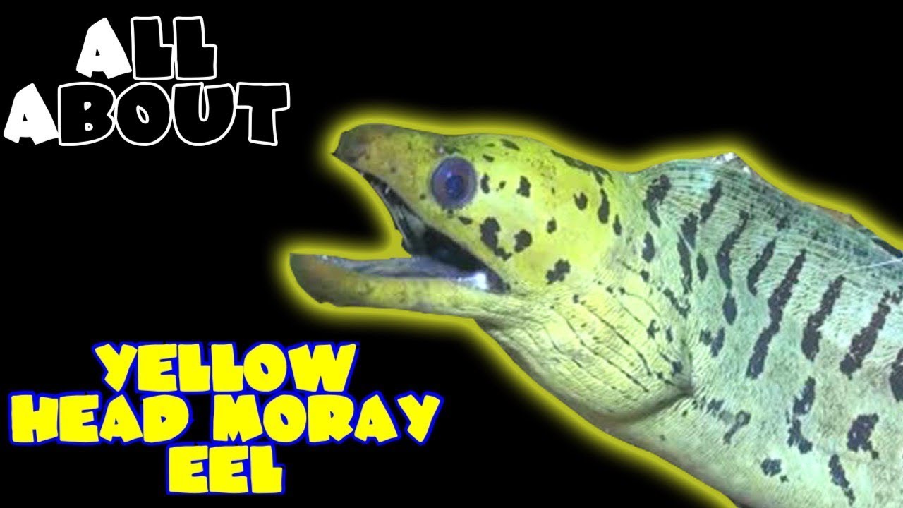 All About The Yellow Head Moray Eel