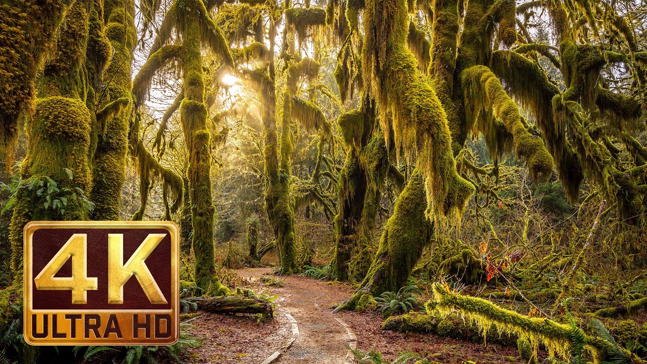 4K (Ultra HD) Дождевой лес Хох (Hoh Rain Forest ) Релакс видео о природе