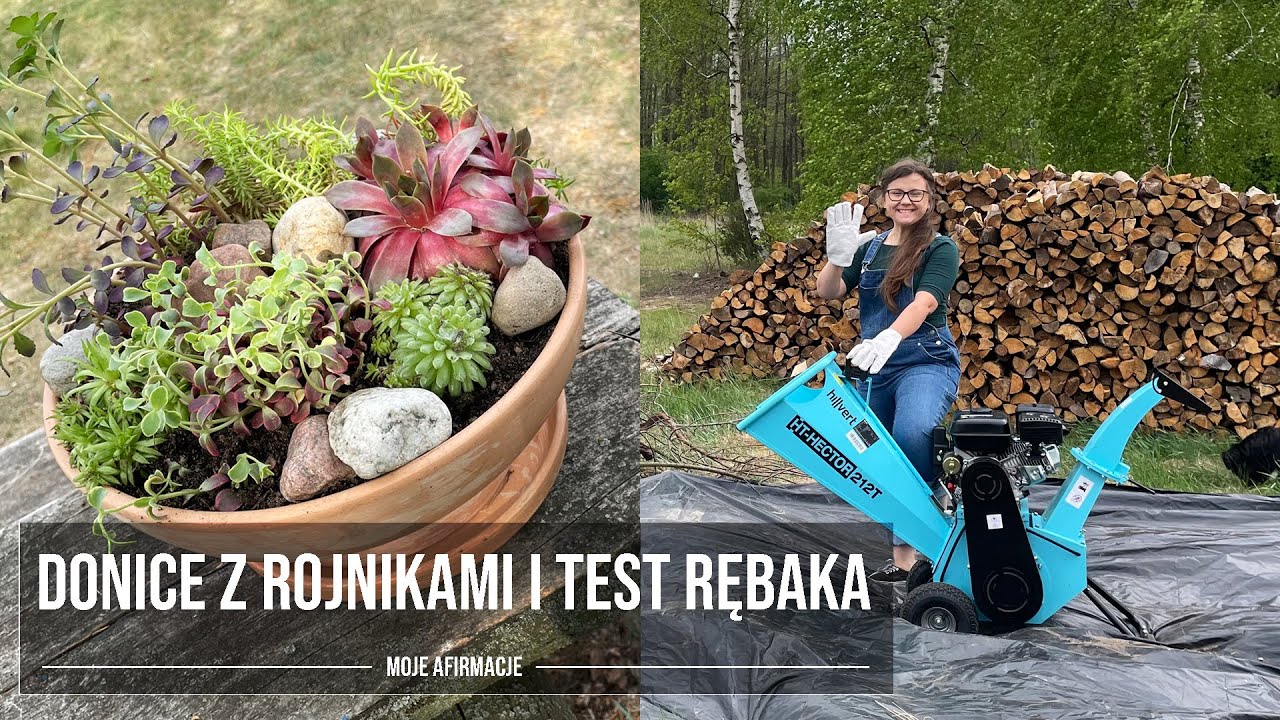 Vlog 34 | Donice z rojnikami i rozchodnikami, test rębaka, nowy tymczasowy podopieczny