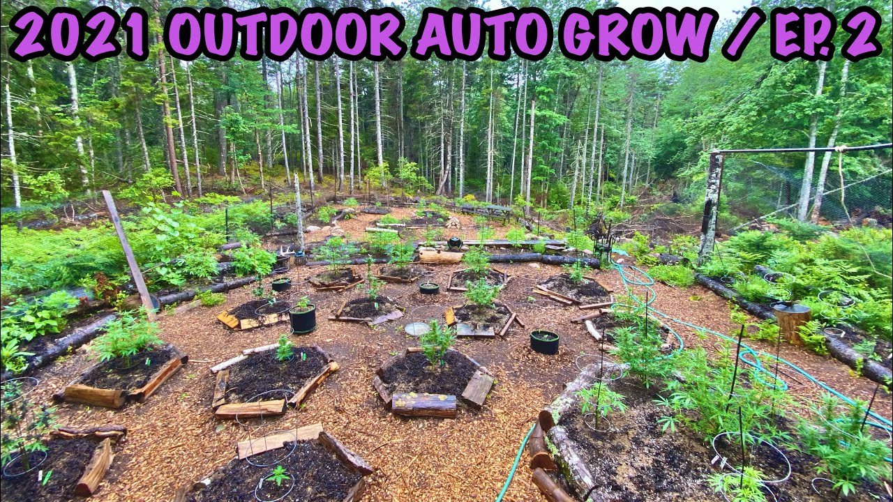 2021 Outdoor Auto Grow / EP. 2