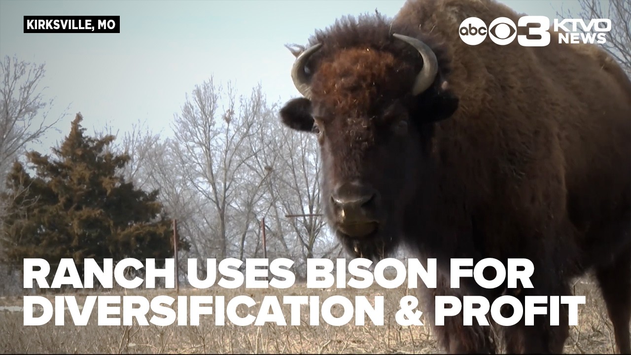 Northeast Missouri ranch uses bison for diversification and profit
