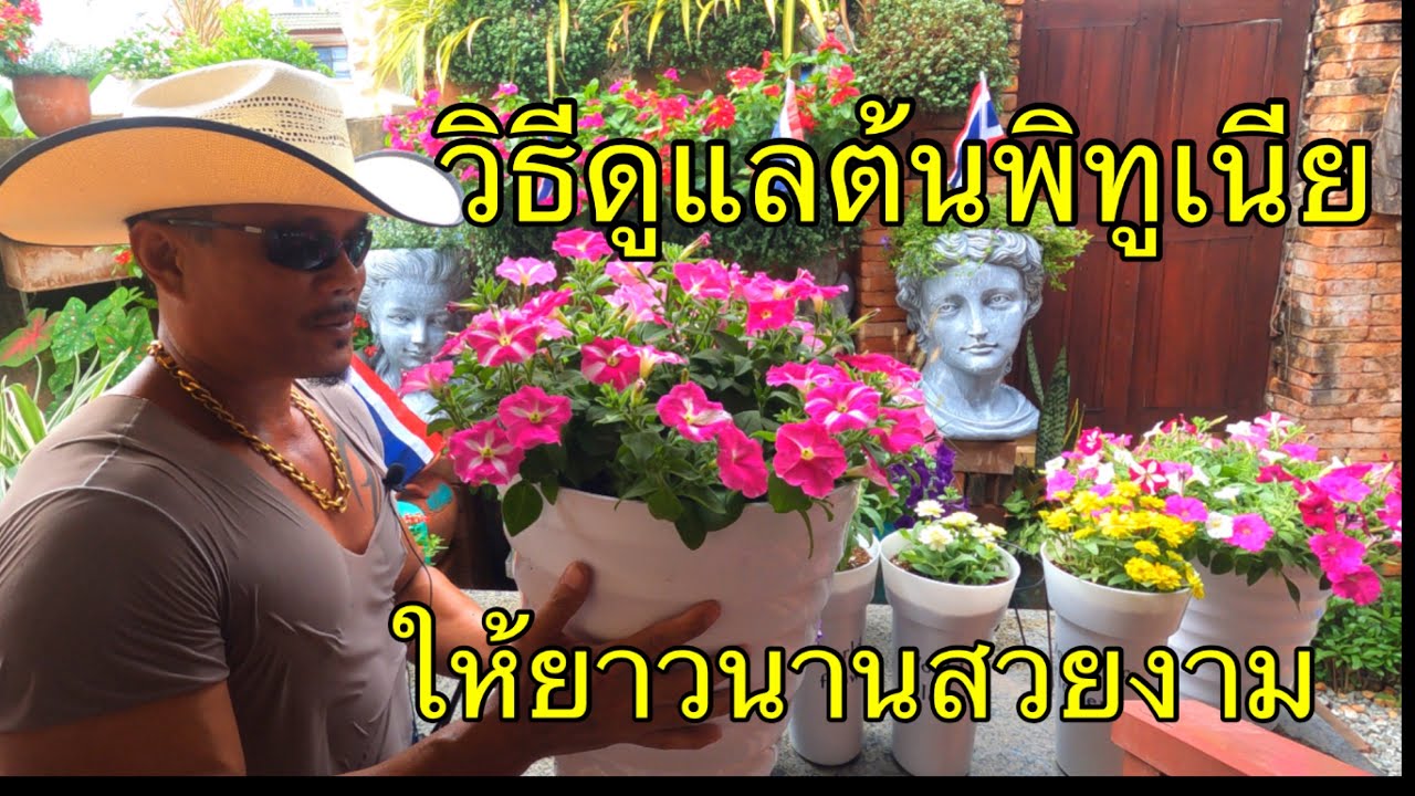 วิธีปลูกดูแลตันพิทูเนีย ให้สวยงามยาวนาน @Mr. Flowers