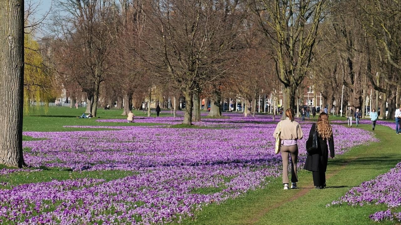 Düsseldorf blüht auf