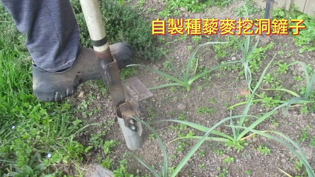 自製種藜麥鏟子 Quinoa Soil Cut Tool #quinoa #藜麥 #身心靈 #能量療癒 #richcat山羊居 #古箏獨門秘笈