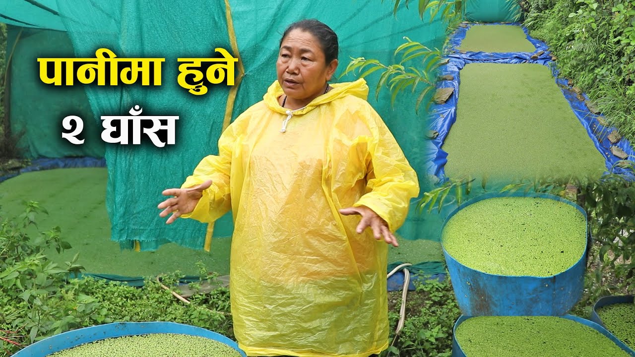 पानीमा हुने २ विशेष घाँस जुन पशुपन्छी पाल्ने किसानले लगाउनै पर्छ - Mina Gurung