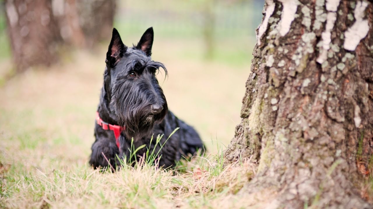 Can Scottish Terriers be trained to do tricks?