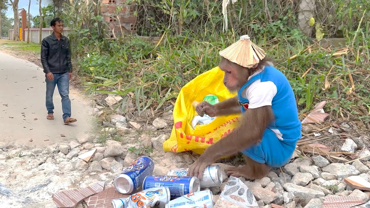 So Clever! CUTIS’ Funny Plan to Earn Money for His Favorite Snack