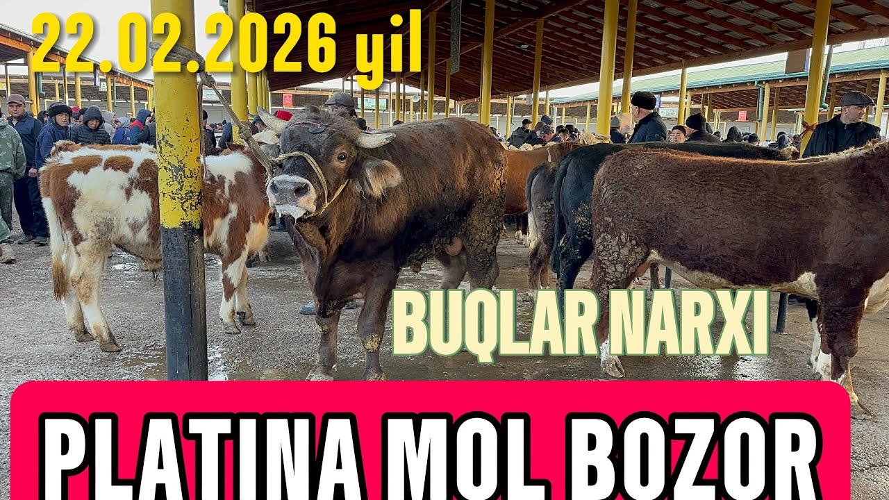 TOSHKENT VIL, BUSTONLIQ TUMANI PLATINA CHORVA BOZOR ZOTOR BUQALAR NARXI