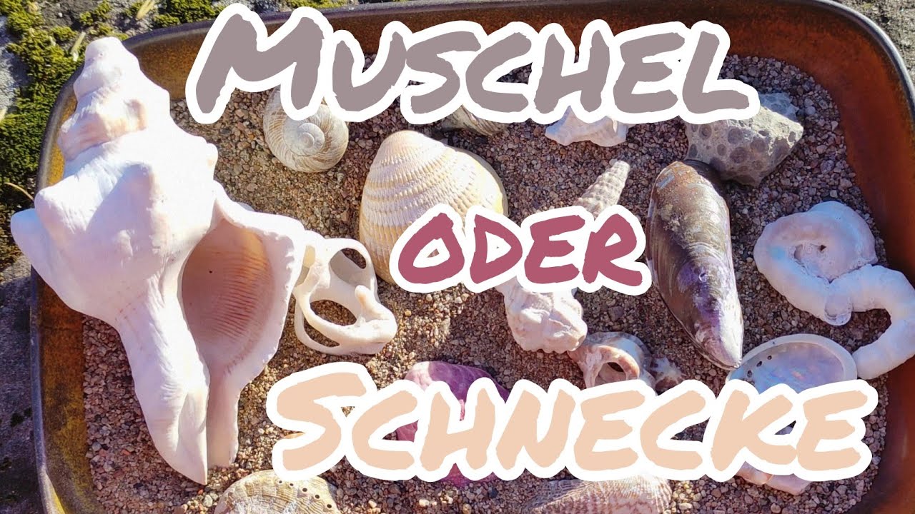 Muschel oder Schnecke? - Tobias erkl&auml;rt den Unterschied