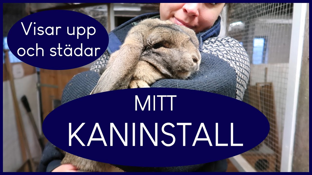 Visar kaninstallet och städar hos djuren